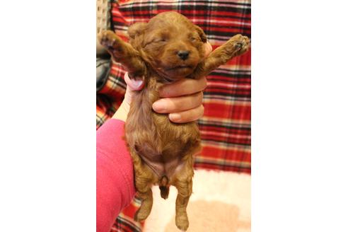 成約済の愛知県のトイプードル-61649の16枚目