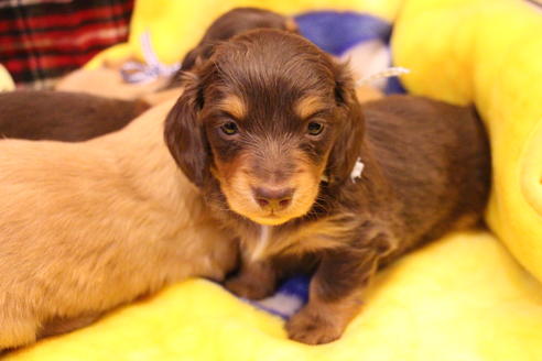 成約済の愛知県のカニンヘンダックスフンド(ロングヘアード)-60572の25枚目