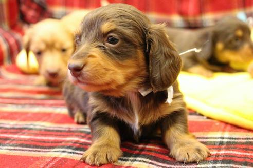 成約済の愛知県のカニンヘンダックスフンド(ロングヘアード)-60572の24枚目