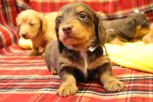 成約済の愛知県のカニンヘンダックスフンド(ロングヘアード)-60572の23枚目