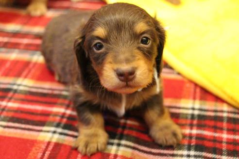 成約済の愛知県のカニンヘンダックスフンド(ロングヘアード)-60572の22枚目