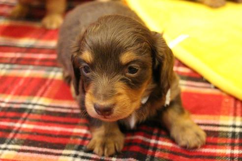 成約済の愛知県のカニンヘンダックスフンド(ロングヘアード)-60572の21枚目