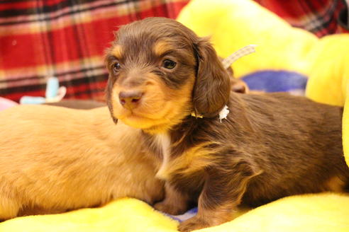 成約済の愛知県のカニンヘンダックスフンド(ロングヘアード)-60572の20枚目