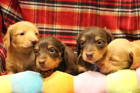 成約済の愛知県のカニンヘンダックスフンド(ロングヘアード)-60572の19枚目