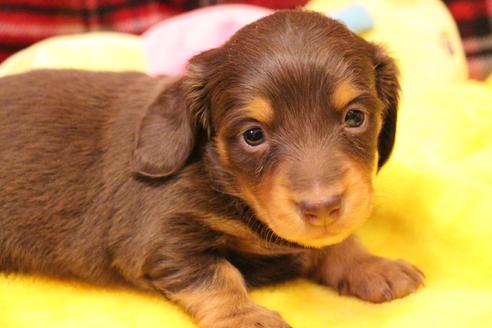 成約済の愛知県のカニンヘンダックスフンド(ロングヘアード)-60573の22枚目