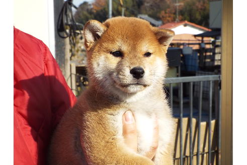 成約済の埼玉県の柴犬-62072の1枚目