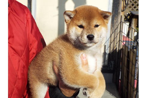 成約済の埼玉県の柴犬-62072の5枚目