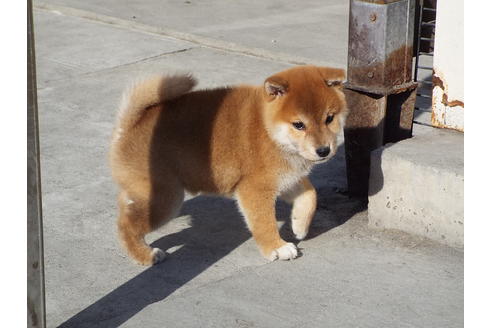 成約済の埼玉県の柴犬-62072の4枚目