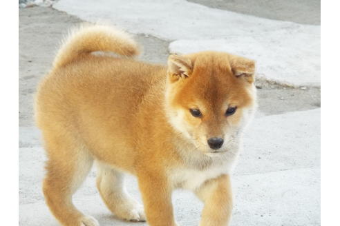 成約済の埼玉県の柴犬-62072の3枚目