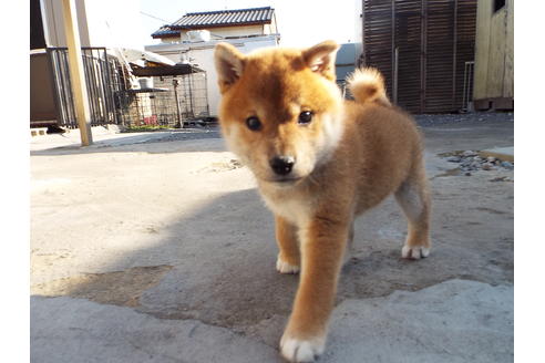 成約済の埼玉県の柴犬-62072の2枚目
