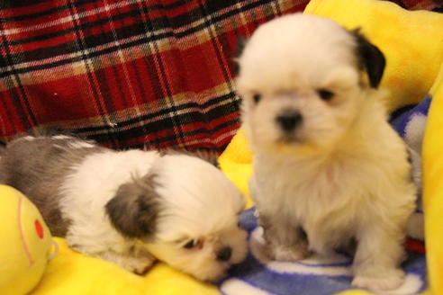 成約済の愛知県のシーズー-59821の9枚目