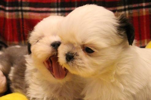 成約済の愛知県のシーズー-59821の8枚目