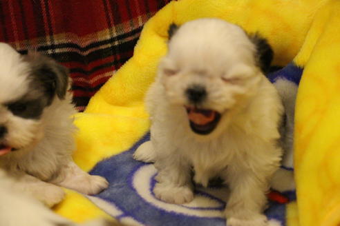 成約済の愛知県のシーズー-59821の7枚目