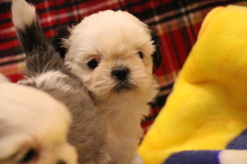 成約済の愛知県のシーズー-59821の6枚目