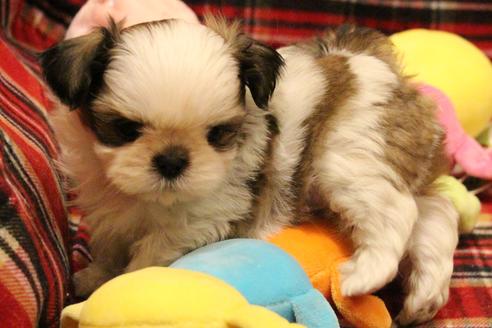 成約済の愛知県のシーズー-59824の7枚目