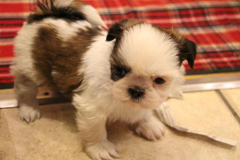 成約済の愛知県のシーズー-59826の4枚目