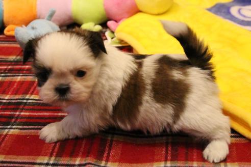 成約済の愛知県のシーズー-59826の3枚目