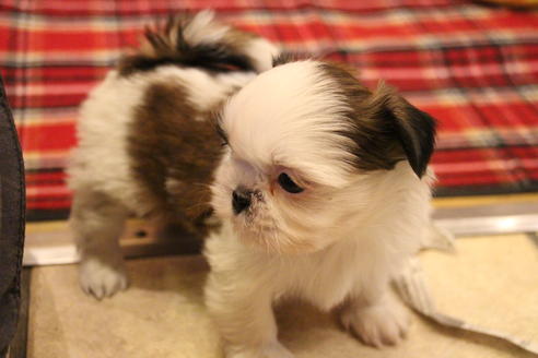 成約済の愛知県のシーズー-59826の2枚目