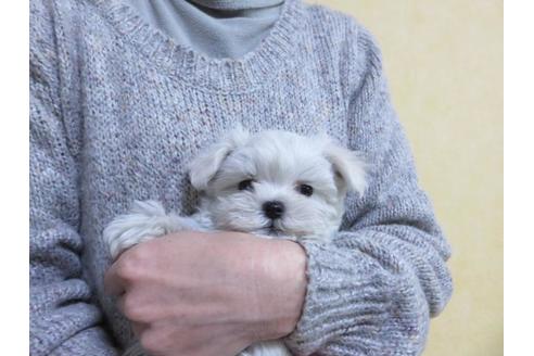 成約済の愛知県のマルチーズ-60283の1枚目