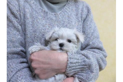 成約済の愛知県のマルチーズ-60283の2枚目