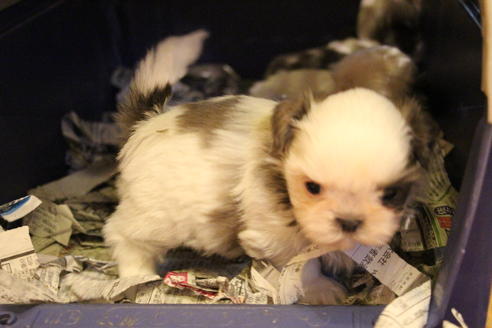 成約済の愛知県のシーズー-59825の9枚目