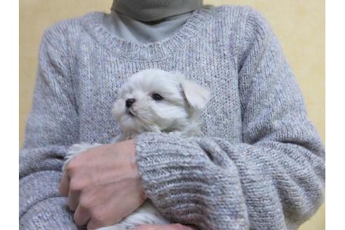 成約済の愛知県のマルチーズ-60282の1枚目