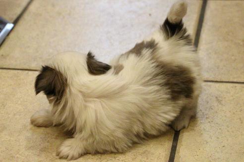 成約済の愛知県のシーズー-59825の8枚目