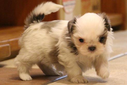 成約済の愛知県のシーズー-59825の7枚目