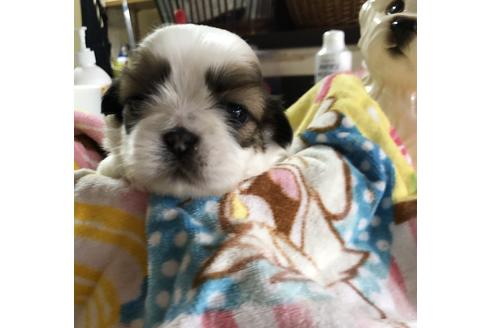 成約済の愛媛県のシーズー-62130の1枚目