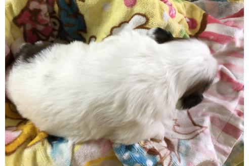 成約済の愛媛県のシーズー-62130の2枚目