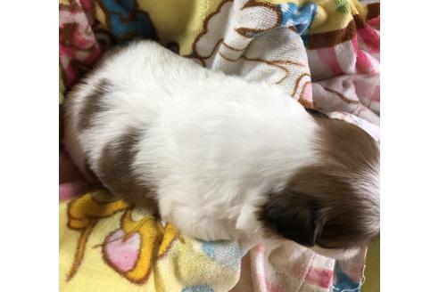 成約済の愛媛県のシーズー-62131の2枚目