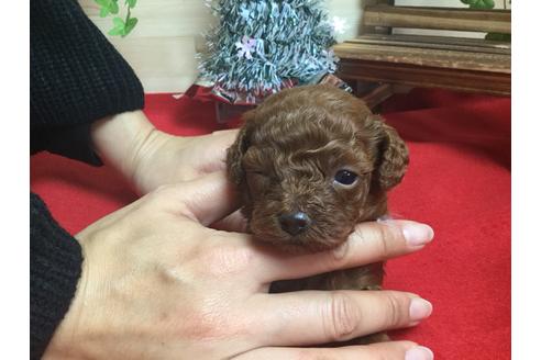 成約済の静岡県のトイプードル-62164の4枚目