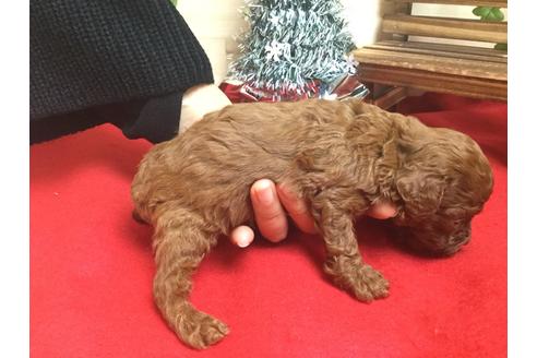 成約済の静岡県のトイプードル-62164の3枚目