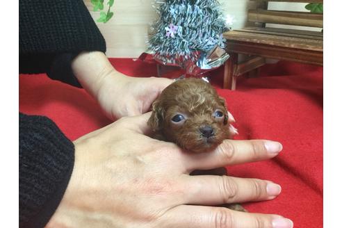 成約済の静岡県のトイプードル-62165の2枚目