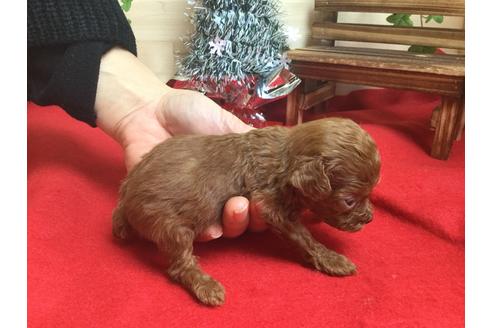 成約済の静岡県のトイプードル-62165の1枚目