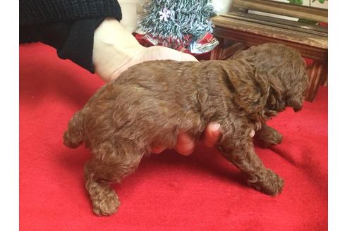 成約済の静岡県のトイプードル-62167の3枚目