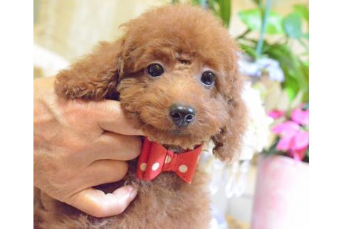 成約済の埼玉県のトイプードル-57176の13枚目