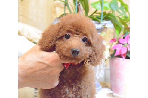 成約済の埼玉県のトイプードル-57176の12枚目