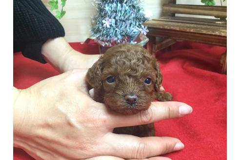 成約済の静岡県のトイプードル-62168の2枚目