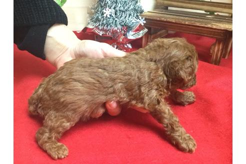 成約済の静岡県のトイプードル-62168の1枚目