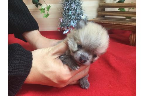 成約済の静岡県のポメラニアン-62171の2枚目