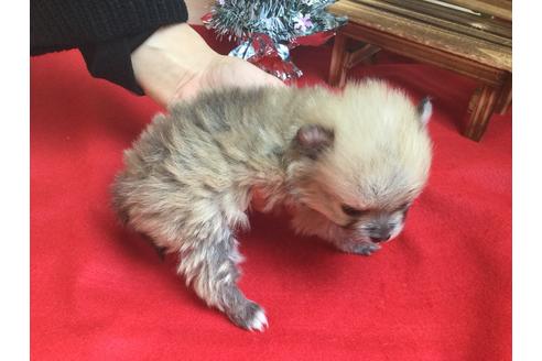 成約済の静岡県のポメラニアン-62171の1枚目