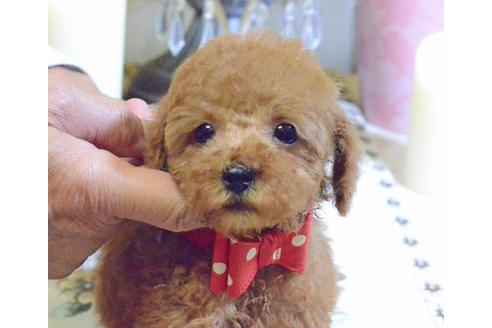 成約済の埼玉県のトイプードル-62170の1枚目