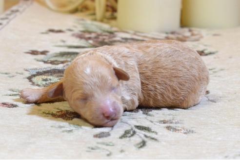 成約済の埼玉県のトイプードル-57178の3枚目