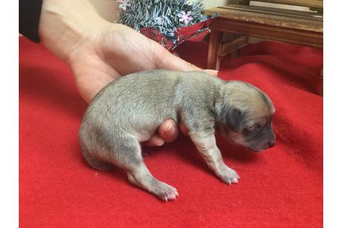 成約済の静岡県のチワックス:チワワ×ミニチュアダックスフンド-62186の3枚目