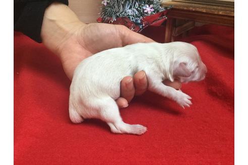 成約済の静岡県のチワックス:チワワ×ミニチュアダックスフンド-62187の3枚目