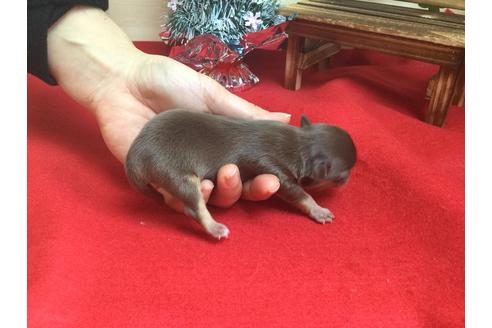 成約済の静岡県のチワワ(ロングコート)-62191の3枚目