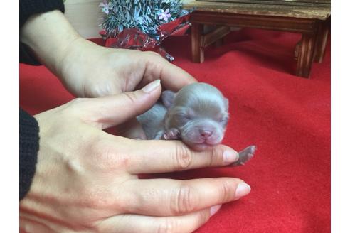 成約済の静岡県のチワワ(ロングコート)-62192の2枚目