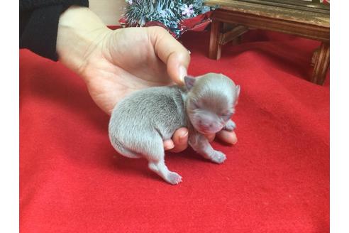 成約済の静岡県のチワワ(ロングコート)-62192の1枚目