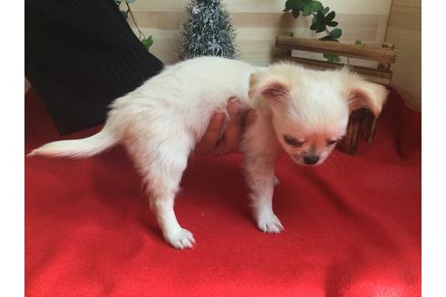 成約済の静岡県のチワワ(ロングコート)-62193の3枚目